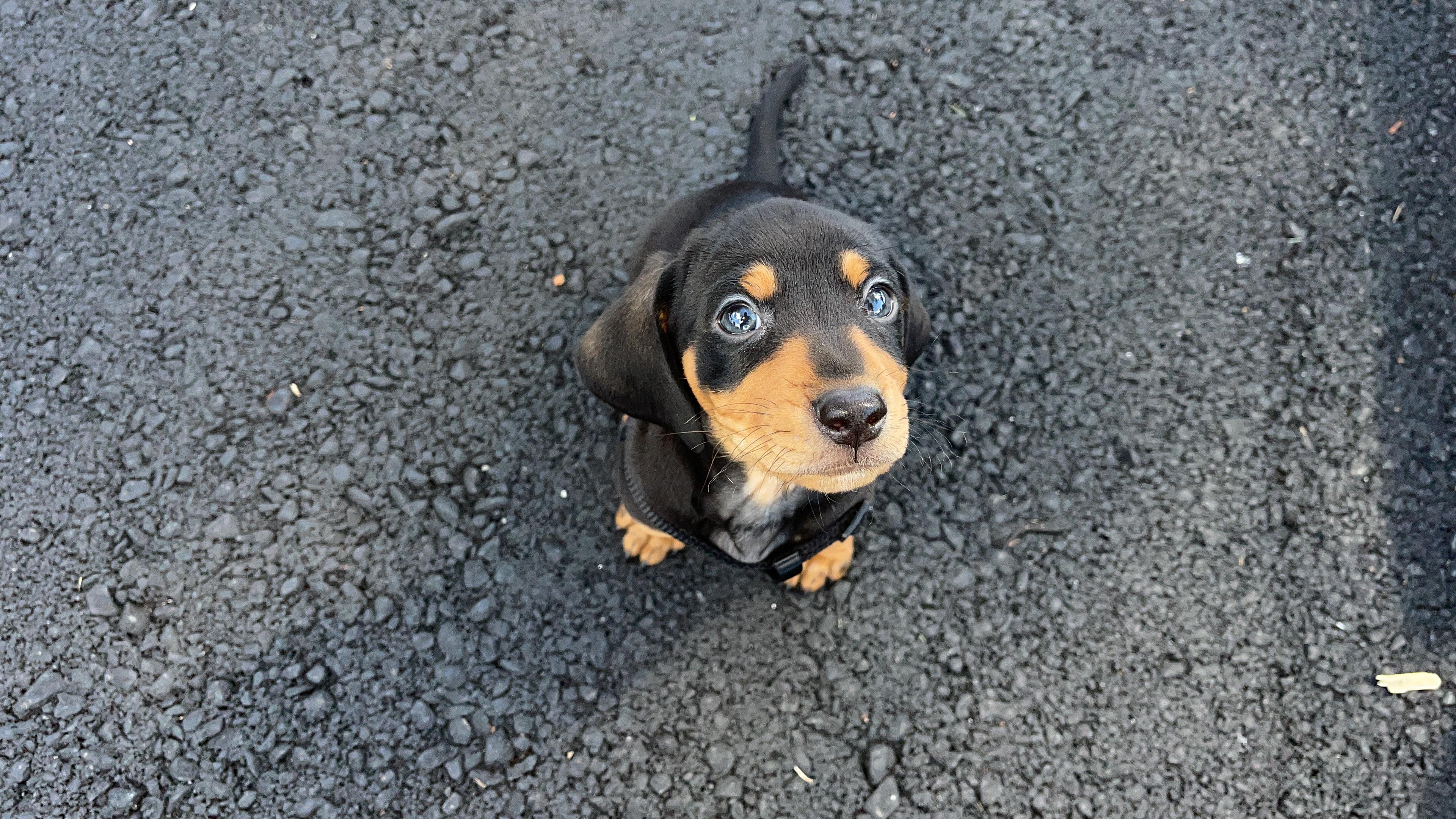 Smokey Da Dachshund